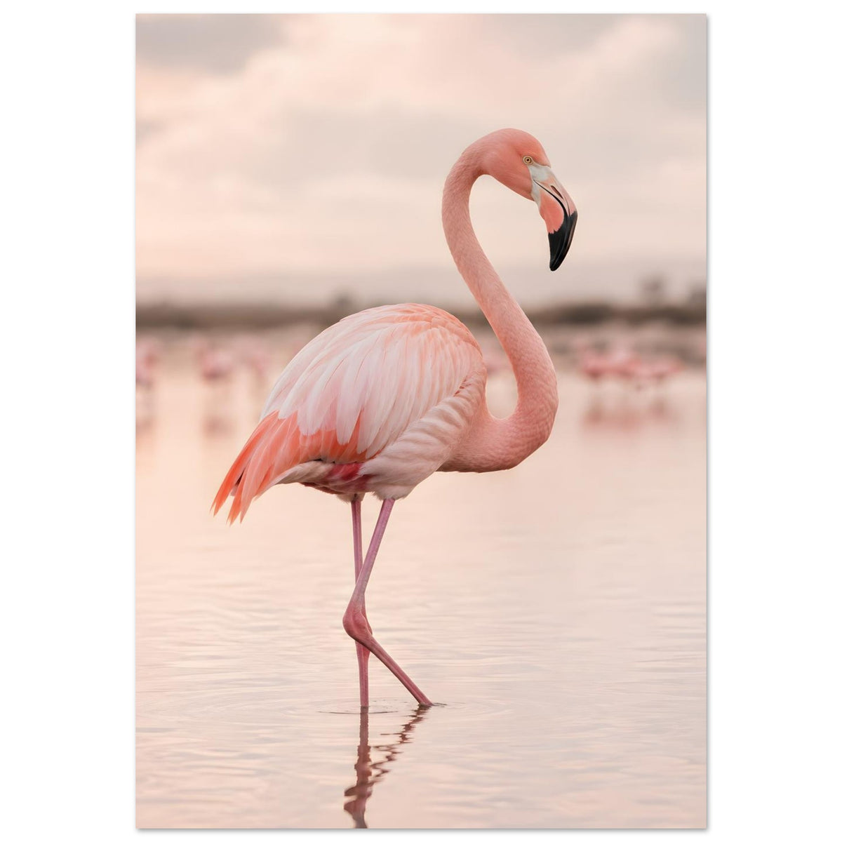Rosa Flamingo im ruhigen Wasser mit Spiegelung – elegante Flamingo Wall Art
