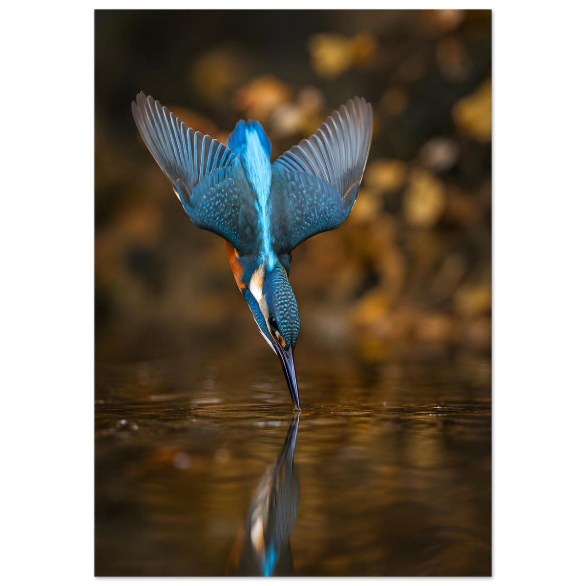 Blauer Eisvogel im Sturzflug über dem Wasser mit Spiegelung – Kingfisher Poster